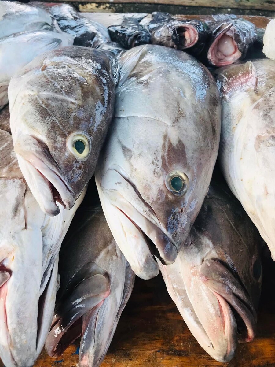 Capitaine,  Mérou , Gros bar