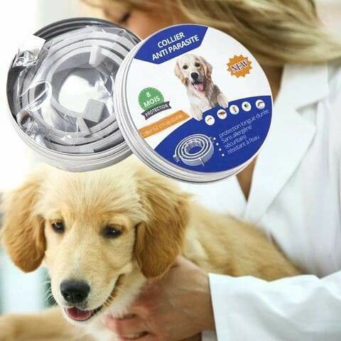 Collier Anti-parasites Chien