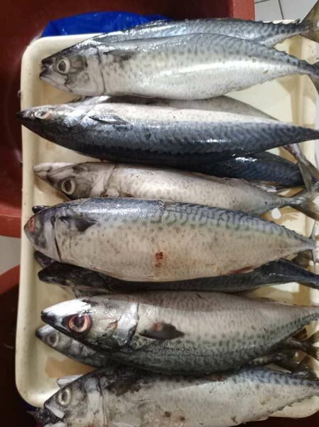 Poissons Maquereau Frais