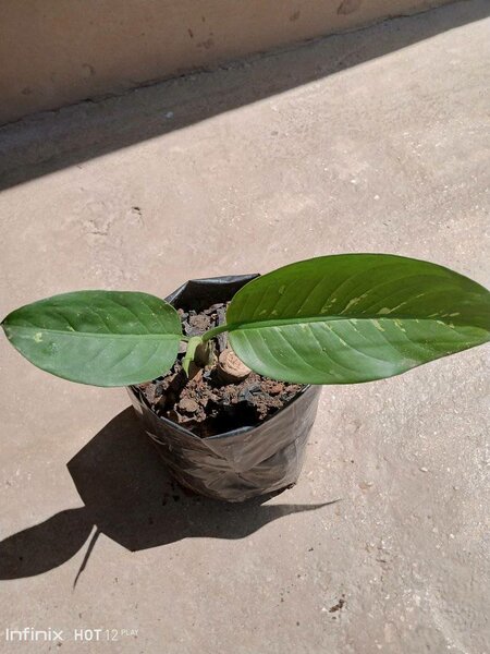 plantes vertes d'intérieur