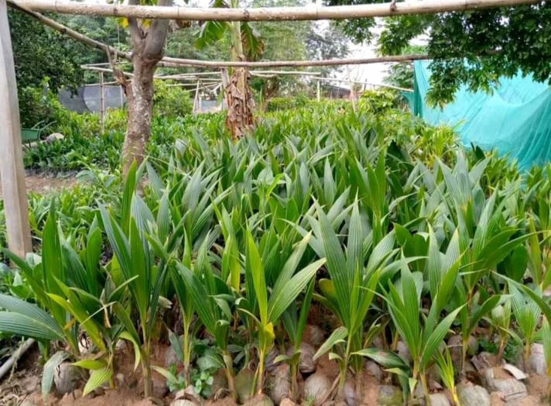 Coconut Seedlings