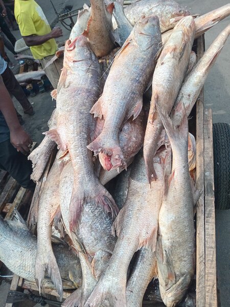 Poissons capitaine frais