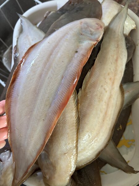 Poissons sols eau douce