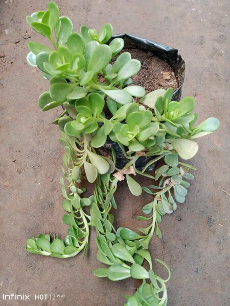 plantes vertes d'intérieur