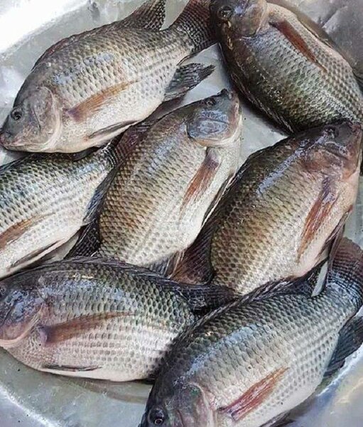 Poissons Tilapia Frais 5kg