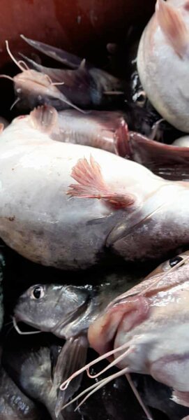 Poisson frais de rivière