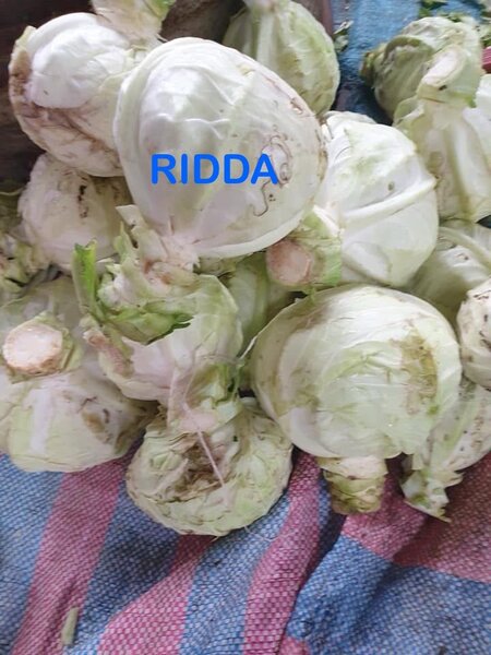 Choux frais biologiques