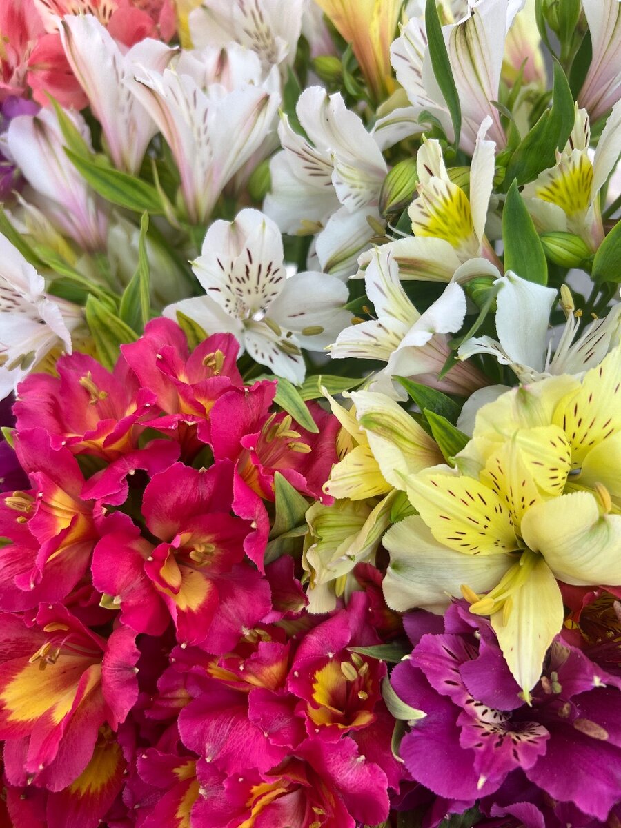 Альстромерия