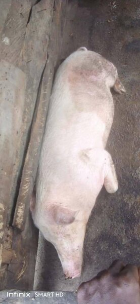 Viande de porc fraîche