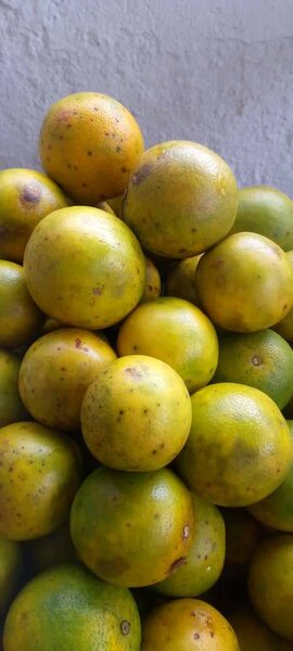 Agrumes frais de saison