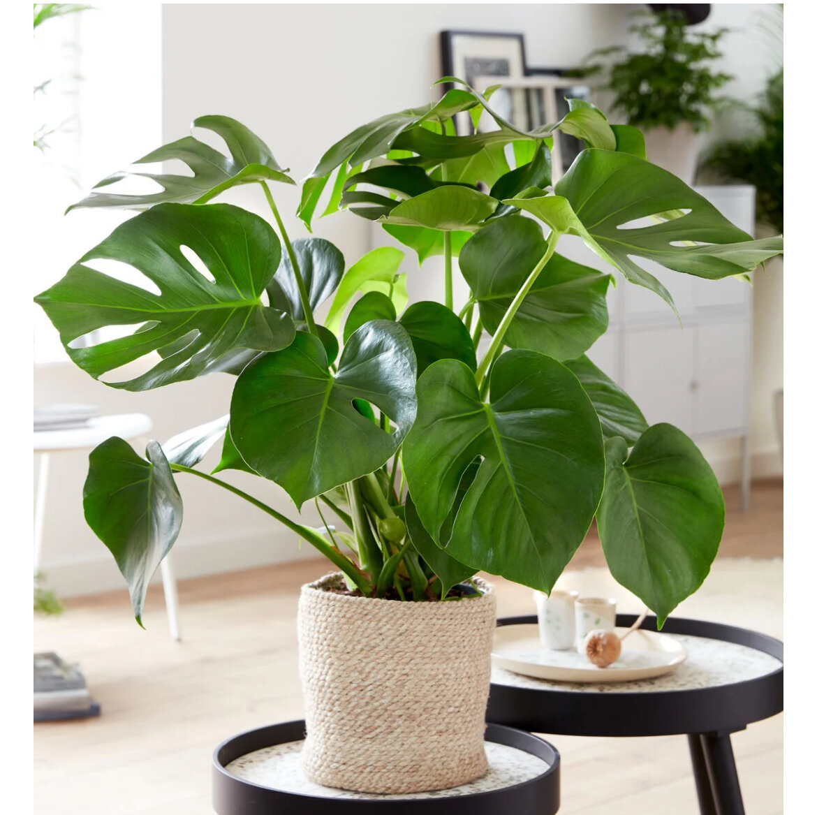 Plantes d'intérieur élégantes