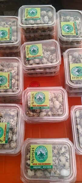 Œufs de caille (caille de Race