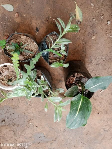 plantes vertes d'intérieur