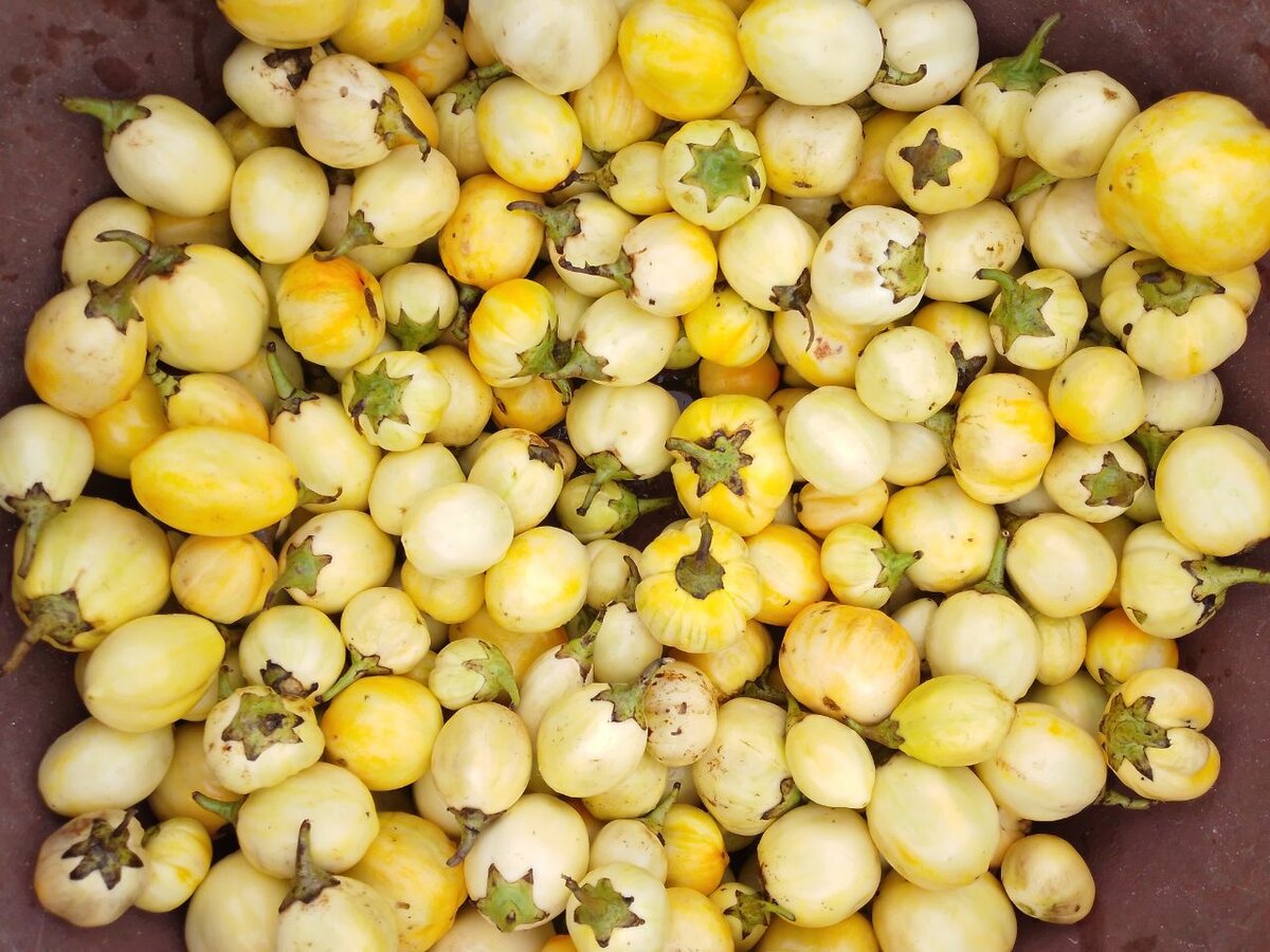 Aubergines Africaines Fraîches