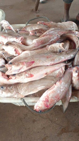 Mostelle 5kg taille moyenne