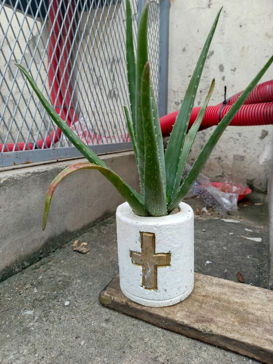 Aloe Vera en Pot Décoratif