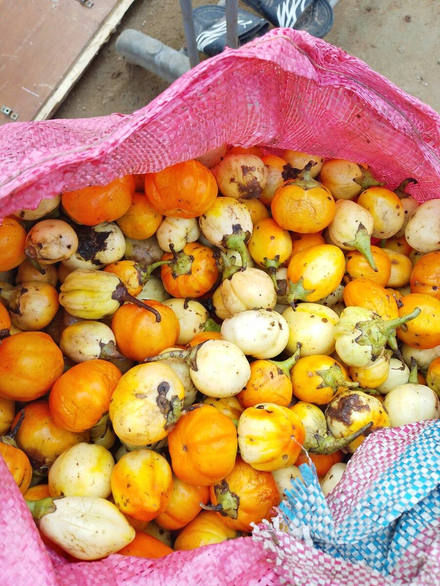 Aubergines Africaines Fraîches