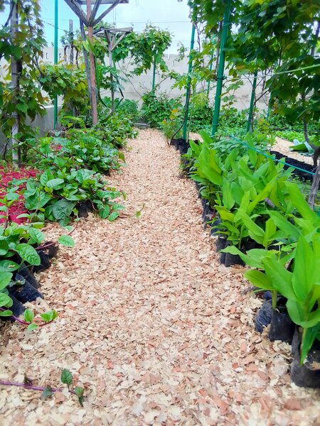 vegetable, herbs,spice etc, seedlings!