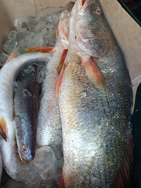 Poissons frais sur glace