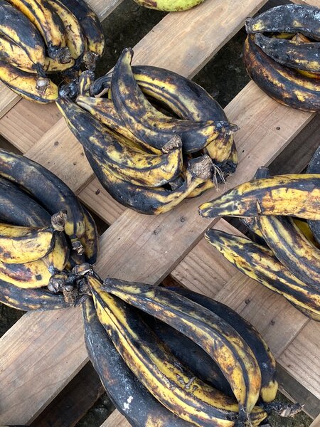 8 Bananes Plantain Bien Mûres