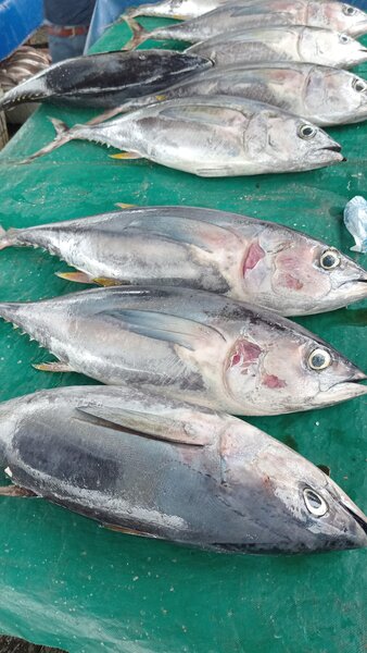 Thon frais de qualité