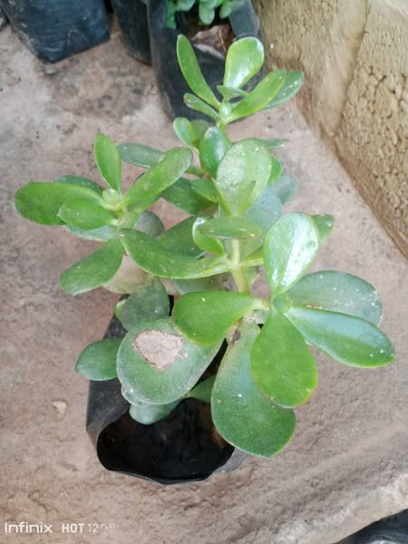 plantes vertes d'intérieur