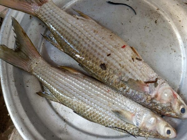 POISSON MILEY D'EAU DOUCE