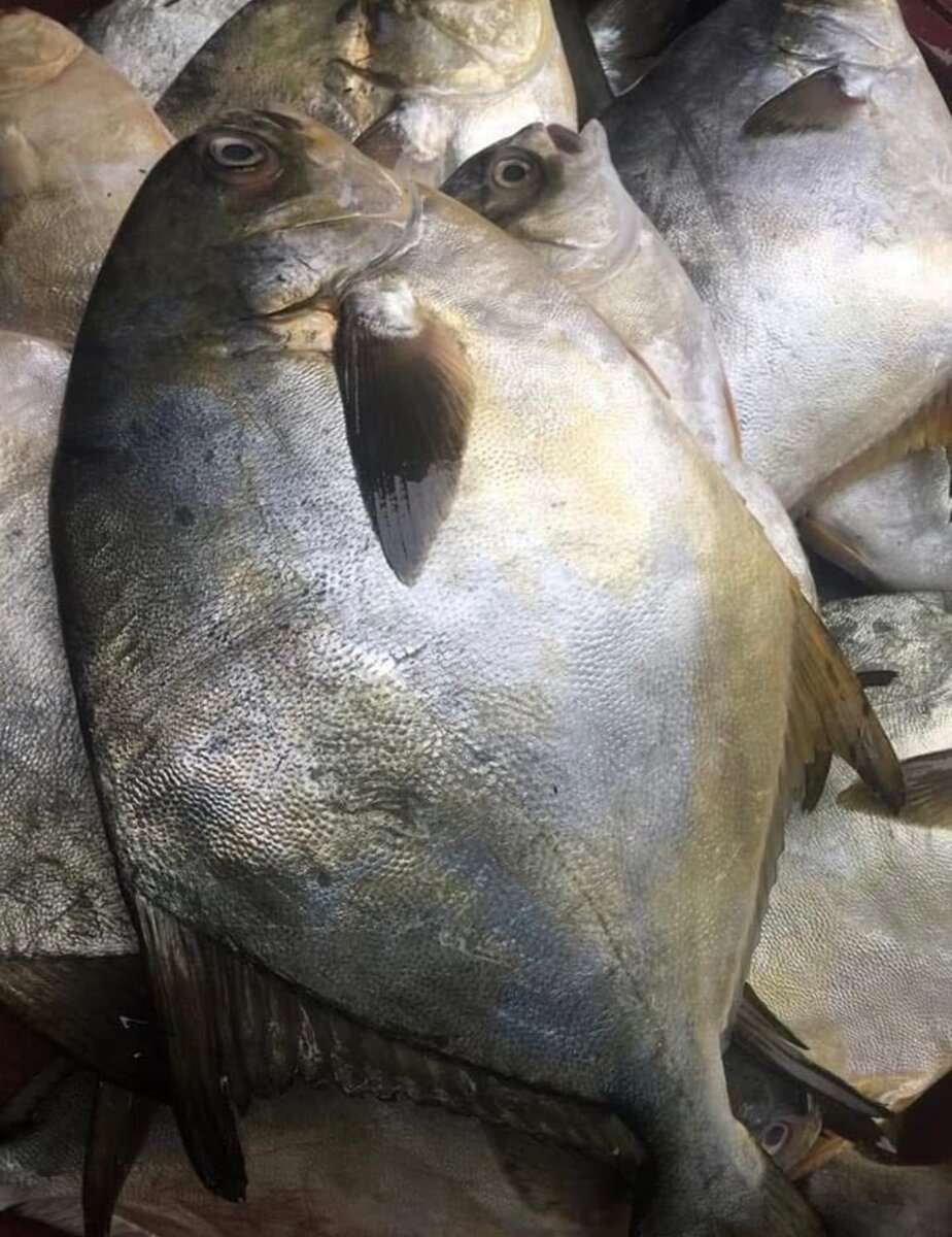 Poissons frais sur balance