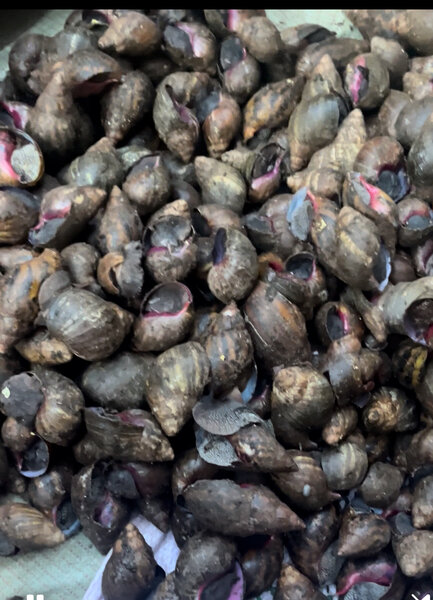 Des escargots, Bananes Etc