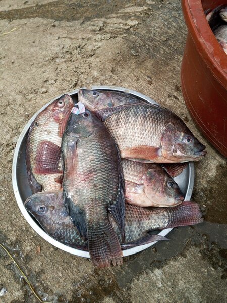 Tilapia fraîche de qualité