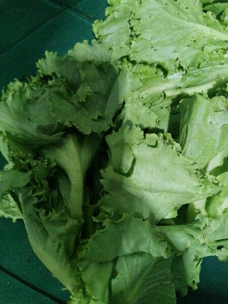 Laitue frisée fraîche