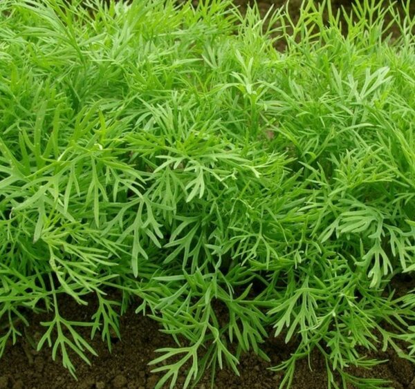 Aneth Frais Aromatique Bio