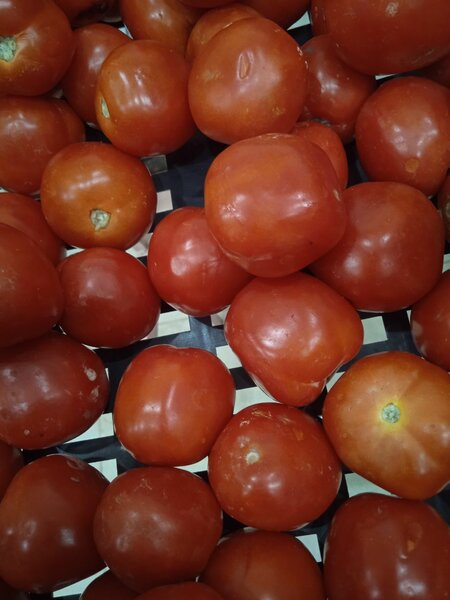Tomates boule 725 f / kg