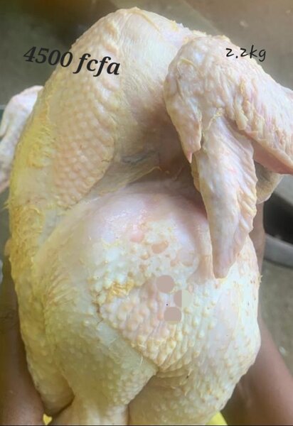 Poulet de chair frais