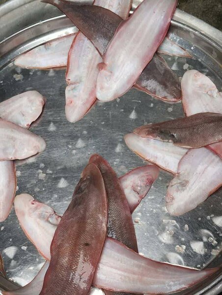 Poissons frais nettoyés