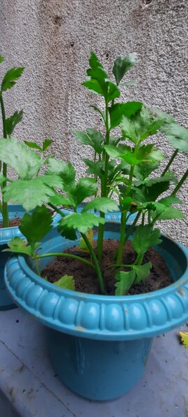 Plante de céleri en pot