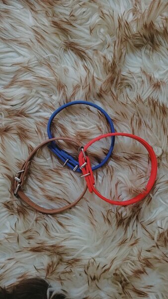 Colliers en cuir chat et chiot