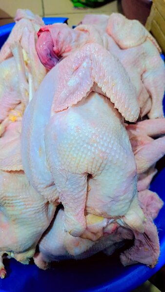 Poulet Frais à Vendre