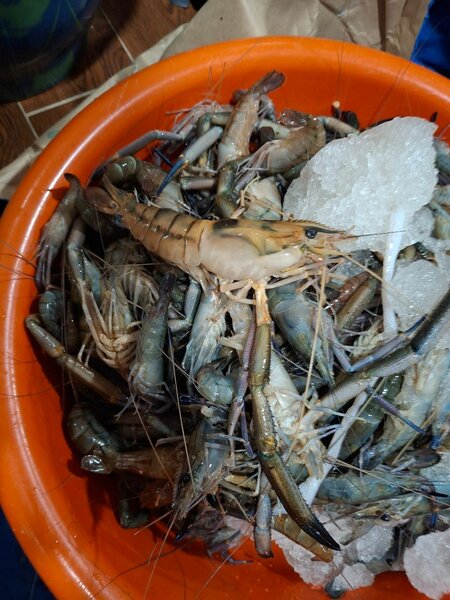 Crevettes fraîches sur glace