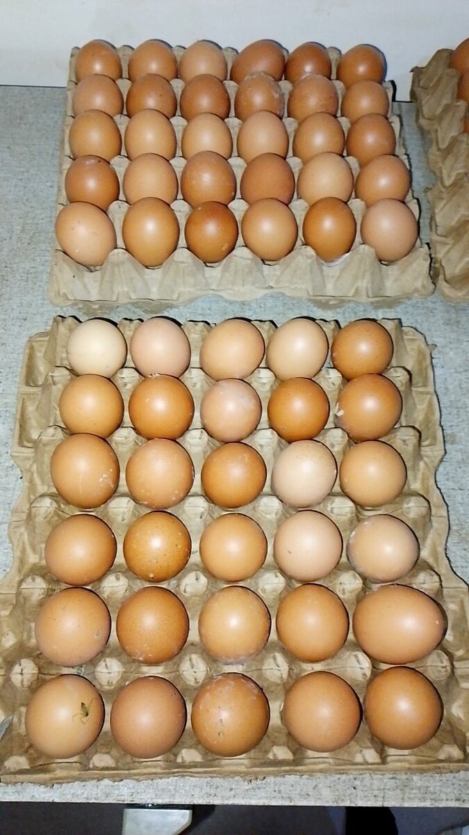 Œufs frais en palette