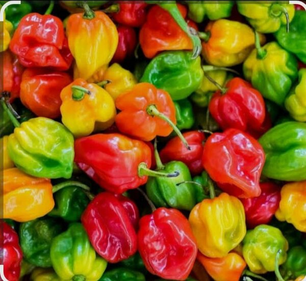 Piments Habanero Variés