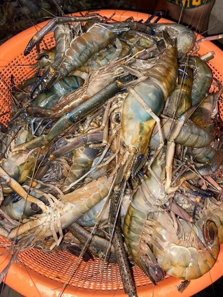 Crevettes fraîches givrées