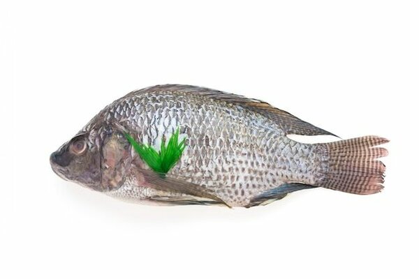Tilapia 200/300g 10kg