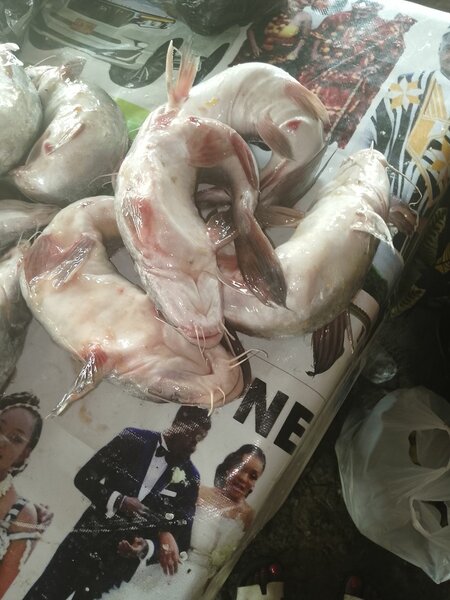 Poisson frais entier