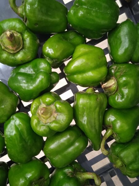 Poivrons verts 100 f / unité