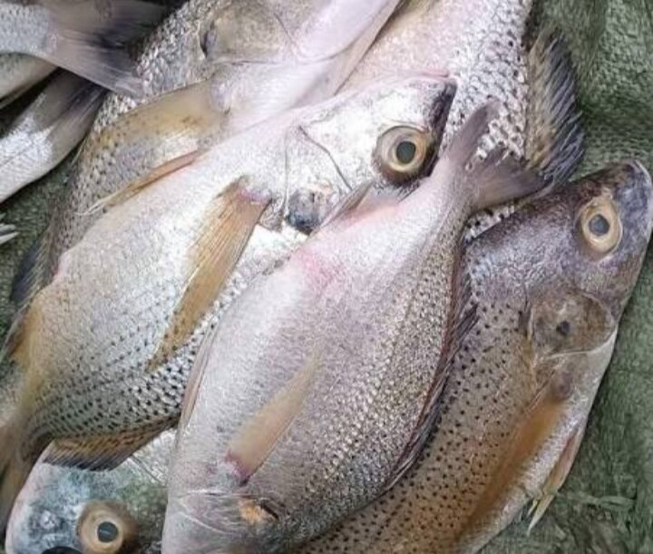 Poissons frais variés